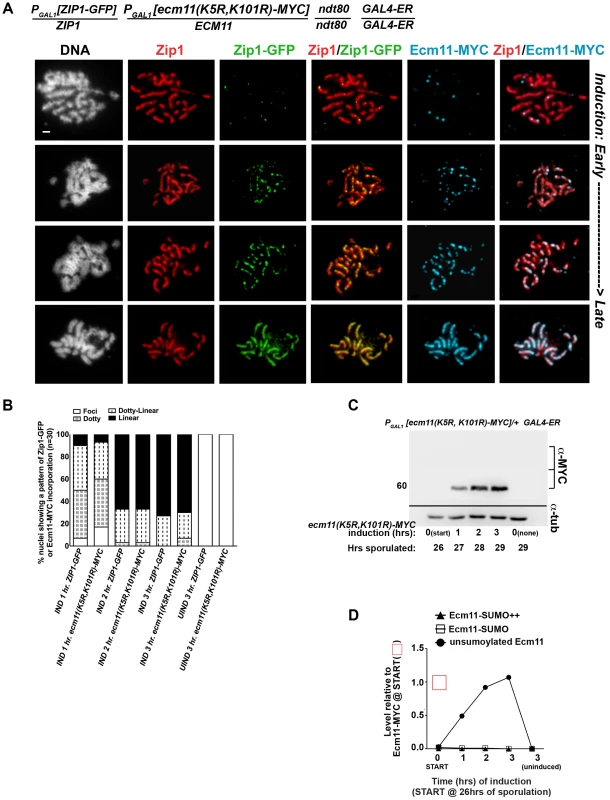 Ecm11(K5R,K101R)-MYC continuously incorporates into previously established, full-length SC during meiotic prophase.