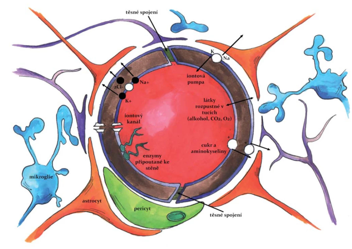 HEB – Základní anatomická struktura HEB.
Fig. 2. Blood-brain barrier (BBB) – basic anatomy of BBB.
