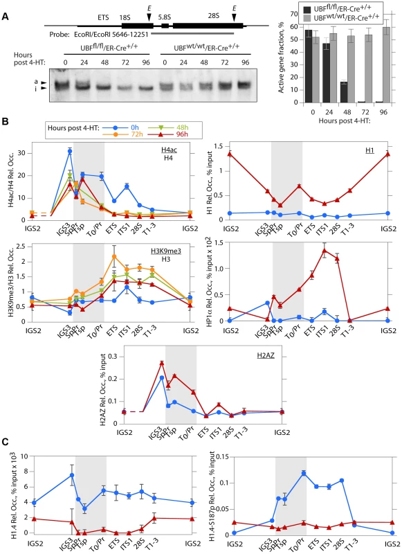 The rDNA chromatin is extensively remodelled during UBF elimination.
