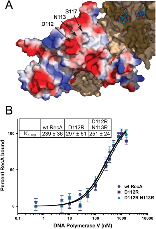 RecA D112R and D112R N113R exhibit wild-type RecA binding affinities for pol V.