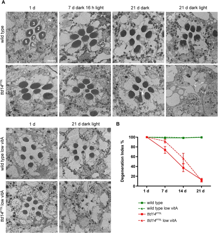 Photoreceptors of the <i>ttd14</i><sup><i>P75L</i></sup> mutant undergo light-enhanced, but Rh1-independent degeneration.