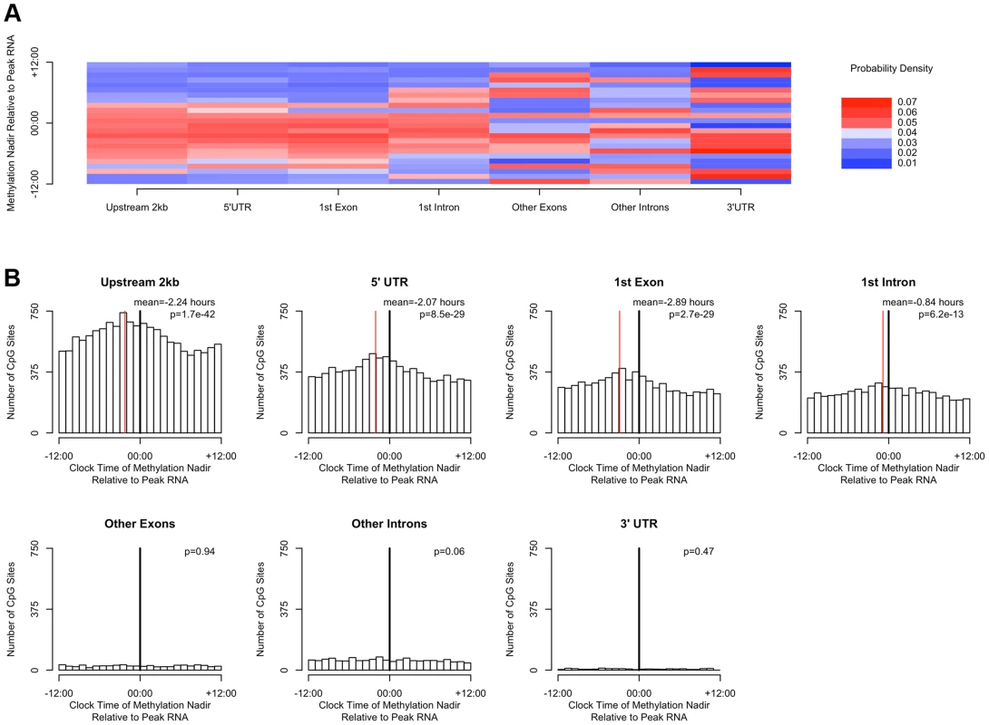 The timing of methylation for DNA methylation sites with high amplitude oscillations is time locked to the timing of peak RNA abundance.