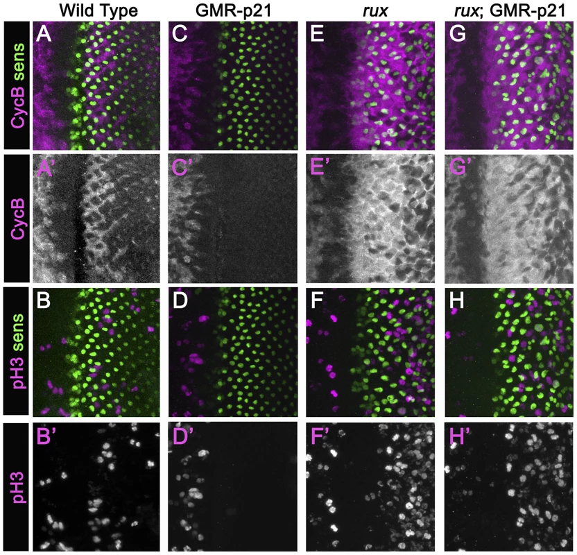 Mitotic activity in <i>rux</i> mutants is not affected by p21.