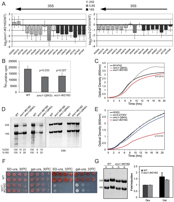 Cohesin mutations compromise production of ribosomal RNA.