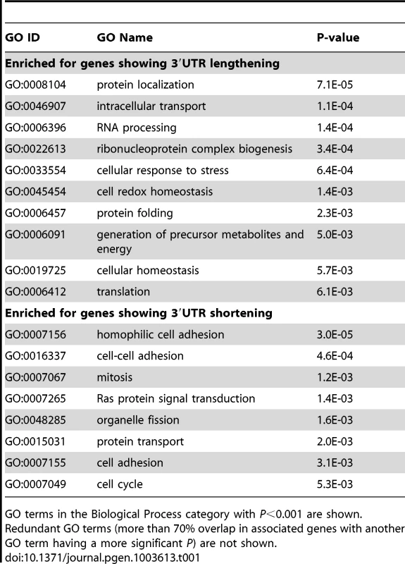 Gene Ontology terms enriched for genes with regulated 3′UTRs after CstF-77 knockdown.