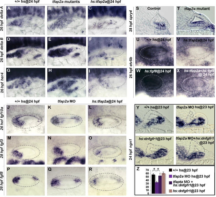 Tfap2a regulates the level of Fgf and Notch Signaling in the otic vesicle.