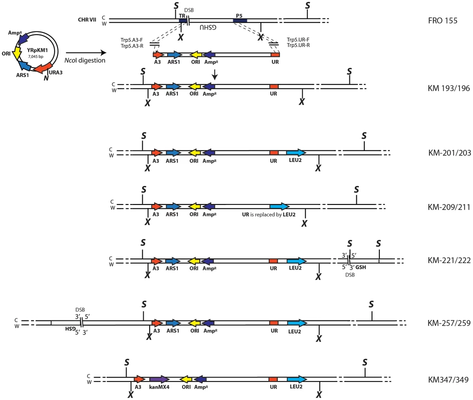 Schemes of different strains containing the A3-UR amplicon cassette in chromosome VII.