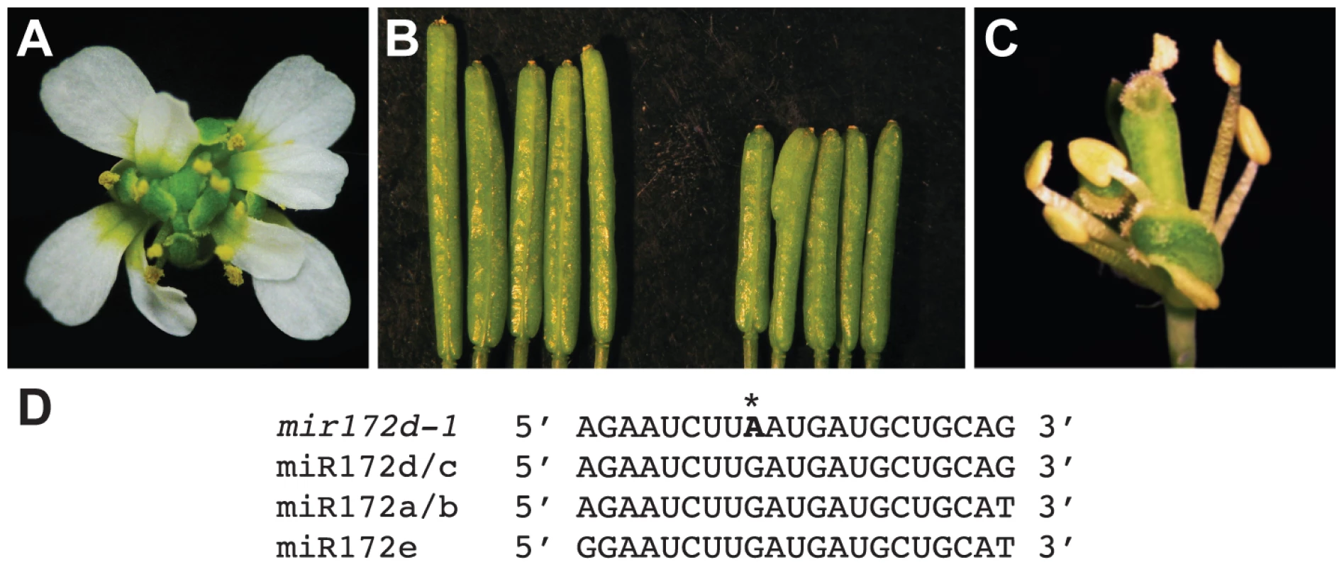 Phenotype of the <i>mir172d-1</i> single mutant and of <i>mir172d-1</i> in combination with <i>ag-10</i> and <i>ap2-2</i>.