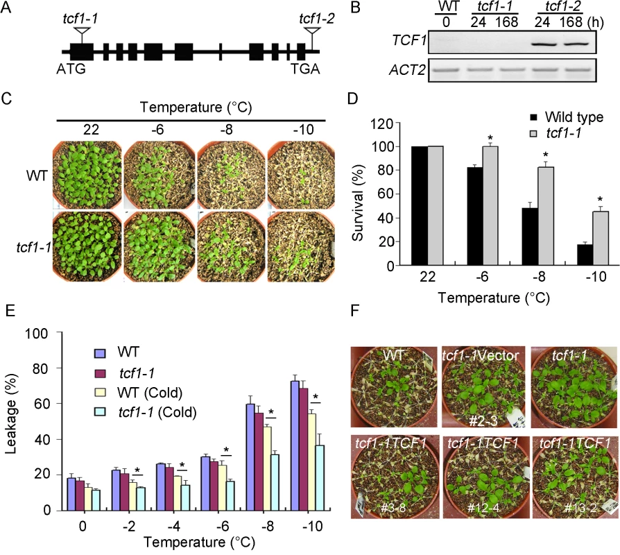<i>tcf1-1</i> plants are tolerant to freezing treatment.