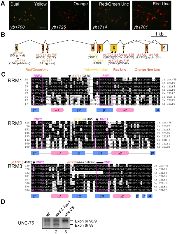 UNC-75 is required for the selection exon 7a from the <i>unc-32</i> exon 7 reporter in the nervous system.