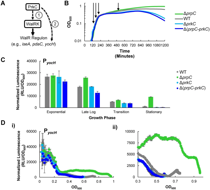 The kinase PrkC and the phosphatase PrpC regulate the WalRK regulon gene <i>yocH</i>.