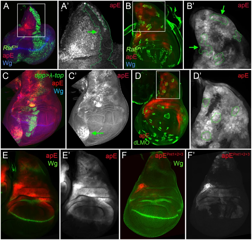 apE is regulated by the EGFR pathway.