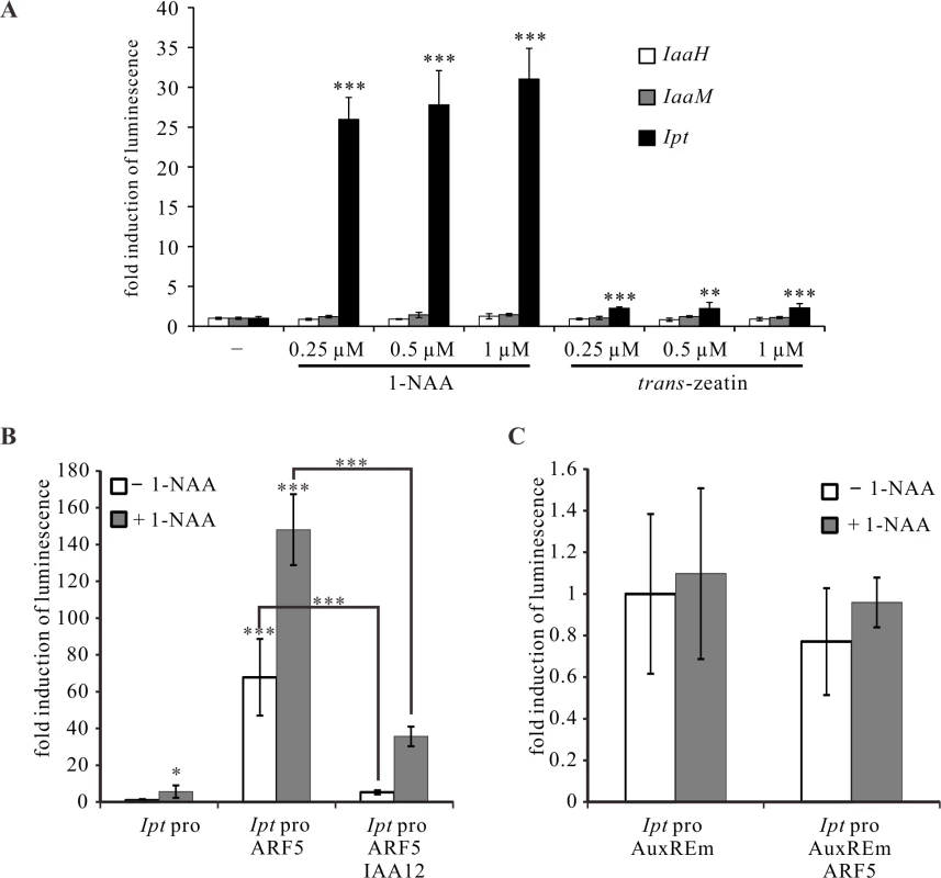 ARF5 activates the <i>Ipt</i> promoter in an auxin-dependent manner.