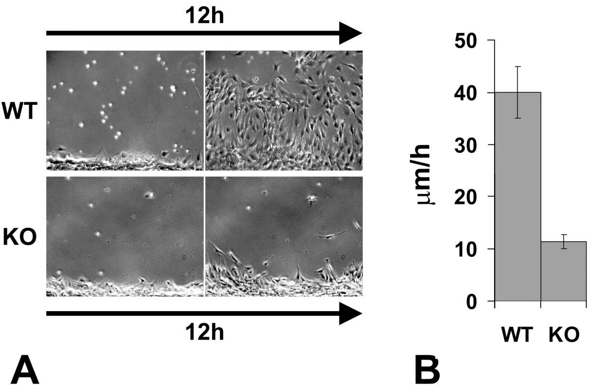 Knockout of the arginyltransferase <i>Ate1</i> in the mesenchymal cells results in a significant reduction in their migration speeds.
