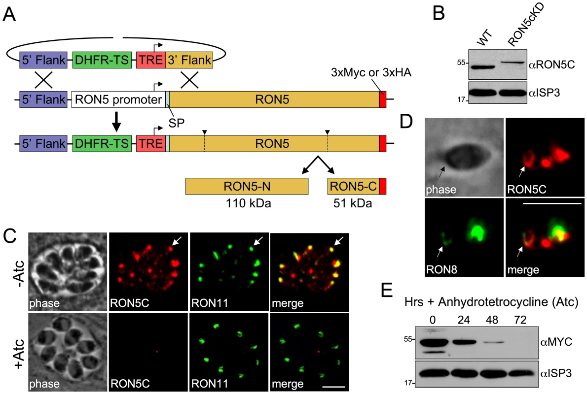 Establishment of a RON5 conditional knockdown mutant.