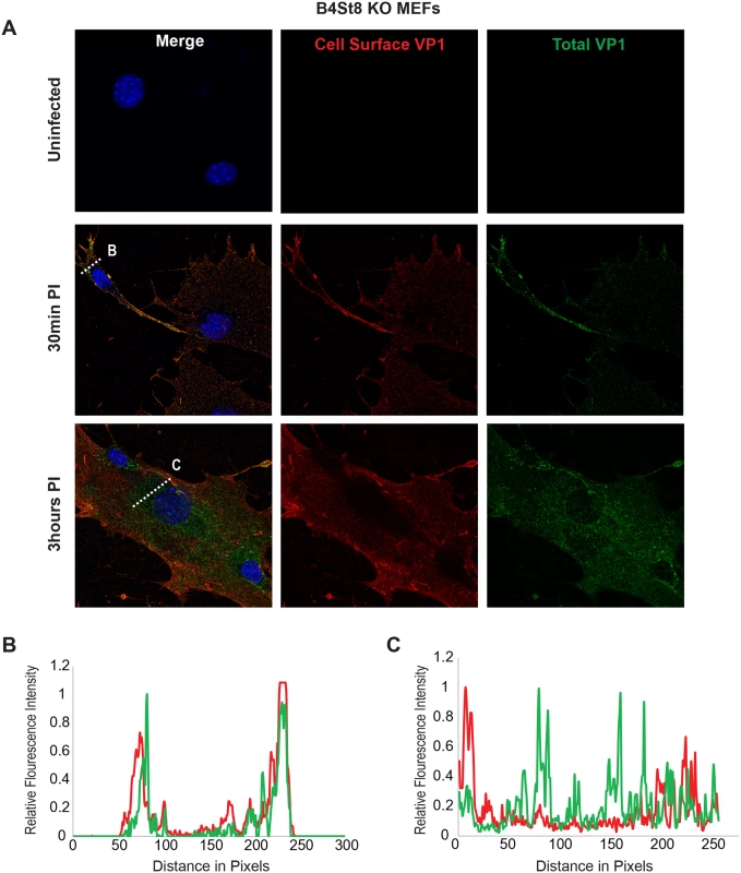 Virus Internalization in B4St8 KO MEFs.
