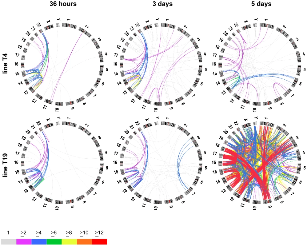 Circular maps illustrating chromosome fusions that occur after short- and long-term expression of dnTRF2.