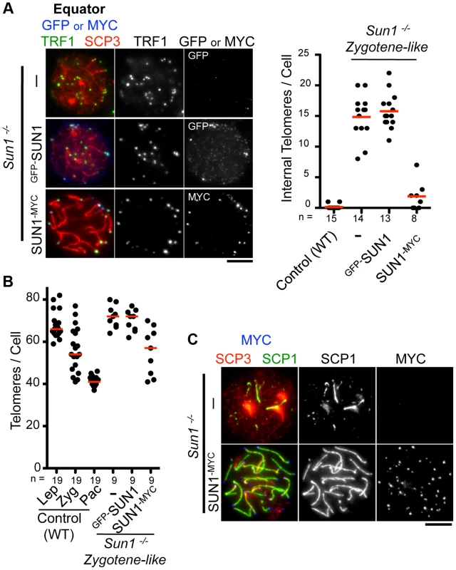 Complementation assay by <i>in vivo</i> EPs.