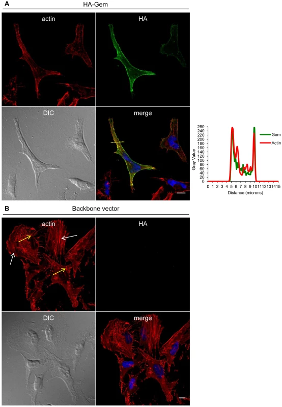 Gem expression induces actin re-localization.