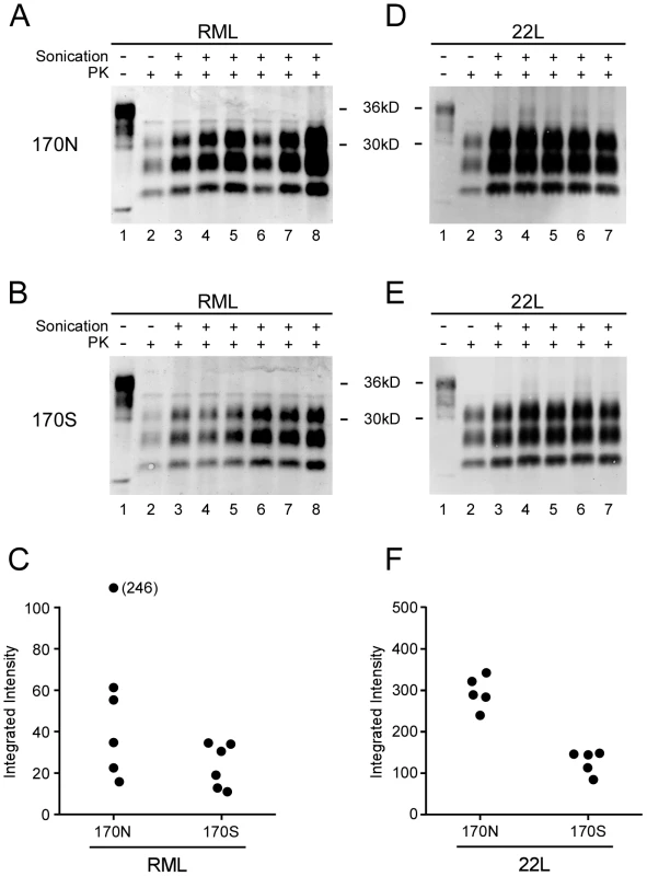 PMCA reactions comparing PrP-170N and PrP-170S as PrPsen substrates.