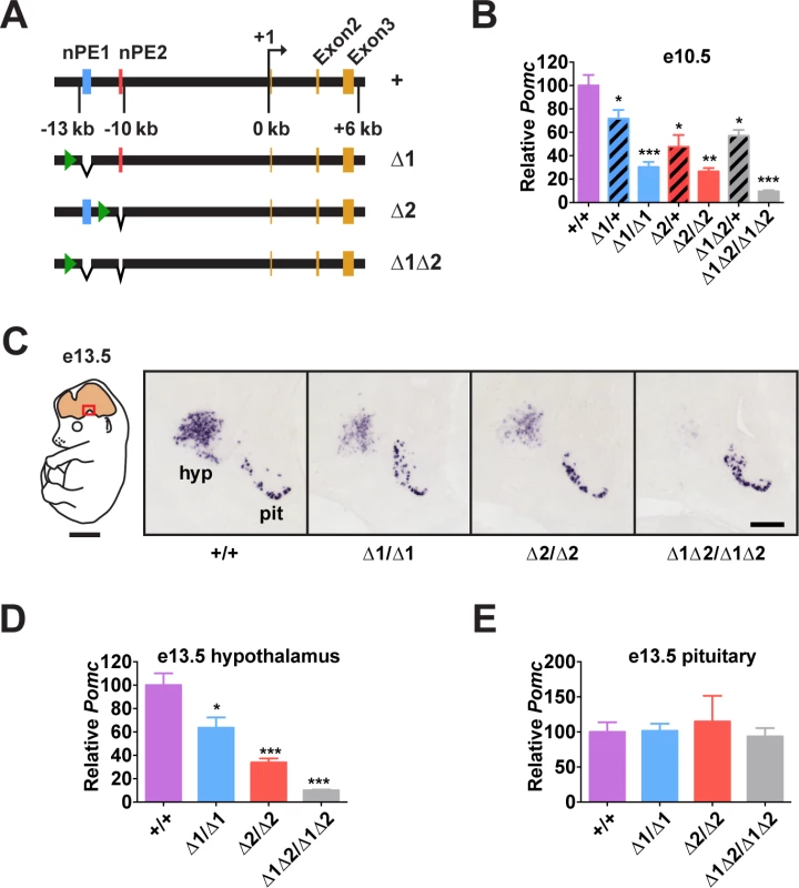 <i>Pomc</i> enhancers nPE1 and nPE2 function cooperatively.