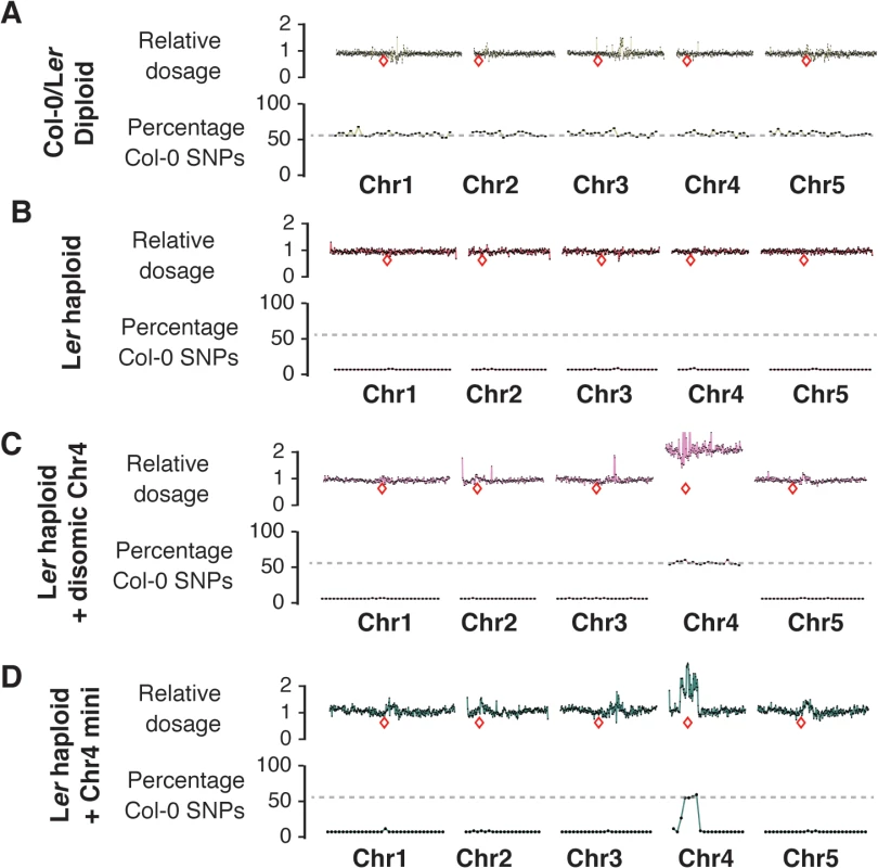 Characterization of haploid genotypes using whole-genome sequencing.