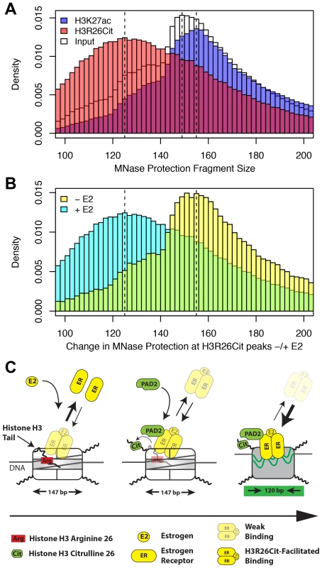 H3R26Cit changes the nucleosome structure to allow for efficient ER binding.