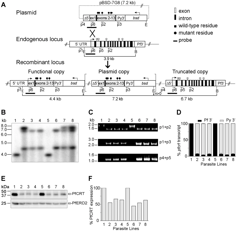 <i>pfcrt</i> allelic exchange strategy and molecular characterization of clones.
