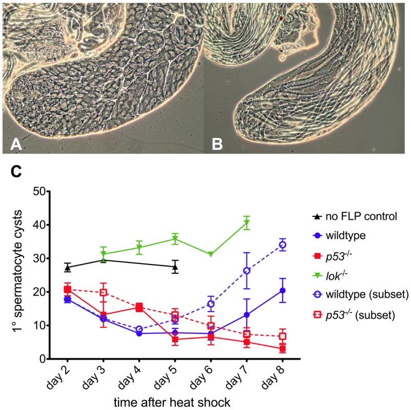 Primary spermatocyte cysts following dicentric chromosome induction.