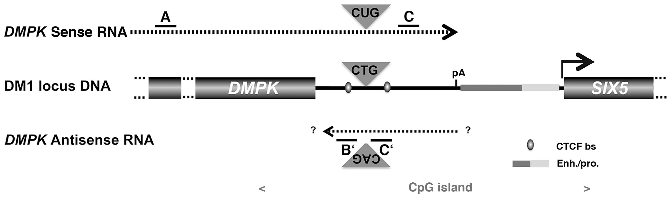 Schematic representation of the <i>DMPK/SIX5</i> region.