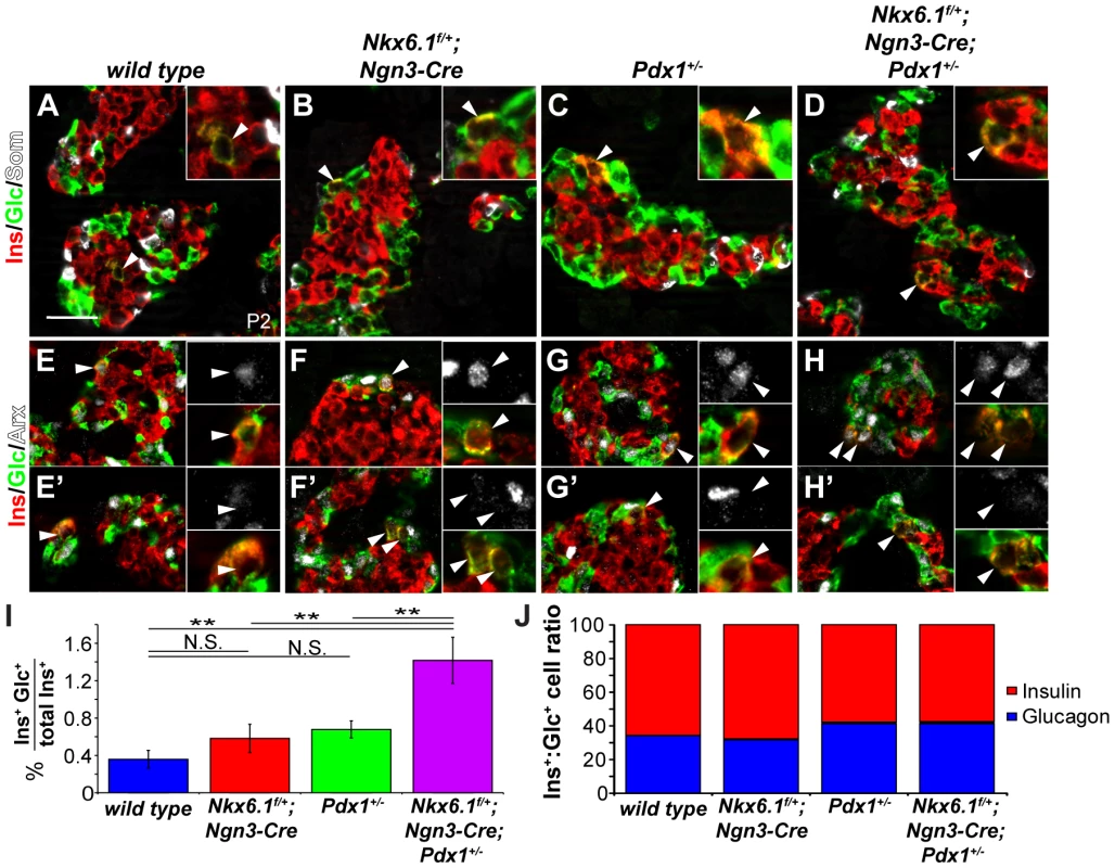 <i>Nkx6.1</i> and <i>Pdx1</i> collectively stabilize beta cell identity.