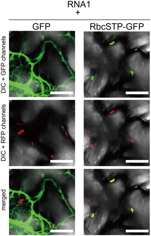 Subcellular localization of free GFP and GFP with chloroplast targeting signal is not affected by coexpression of RCNMV RNA1.