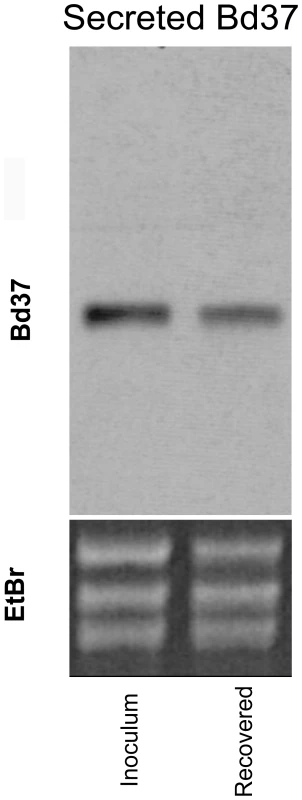 Sustained transgene expression in <i>T. theileri</i> after growth in cattle.