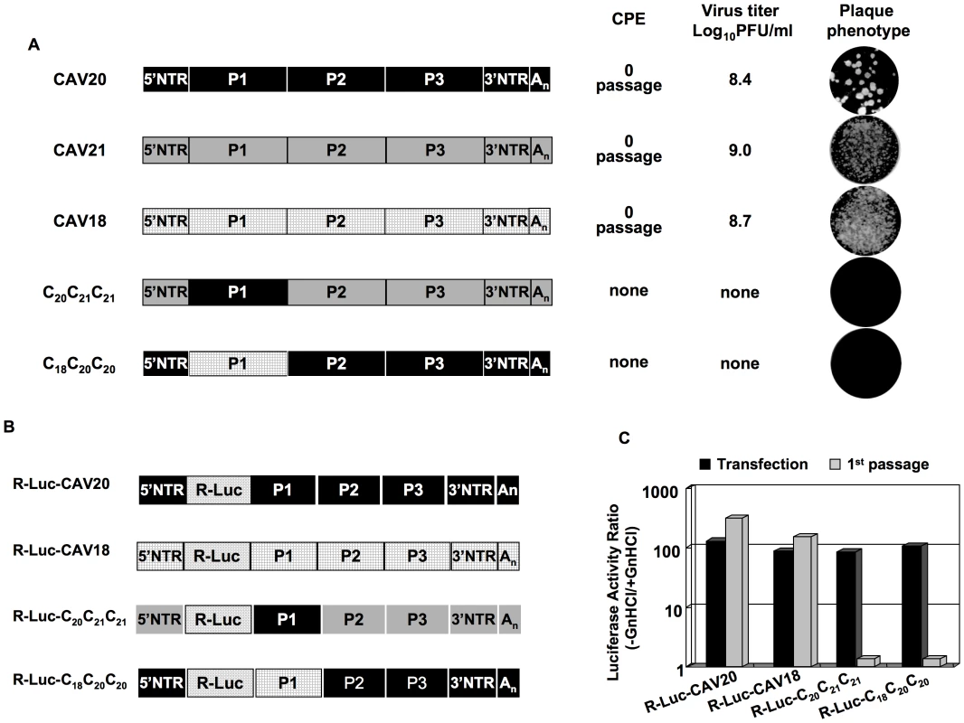 Chimeras of C-CAVs, C<sub>20</sub>C<sub>21</sub>C<sub>21</sub> and C<sub>18</sub>C<sub>20</sub>C<sub>20</sub>, are defective in encapsidation.