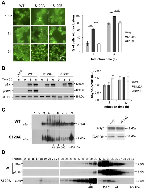S129A aSyn forms more inclusions and oligomeric species with higher molecular weight than the WT form.