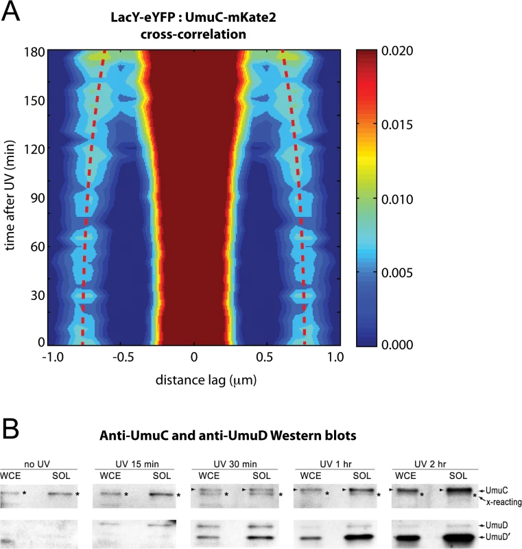 Visualization of UmuC redistribution by cross-correlation analysis and Western blotting.