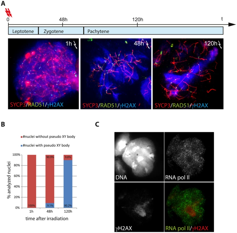 Relocalisation of persistent radiation-induced DSBs into a pseudo XY body.
