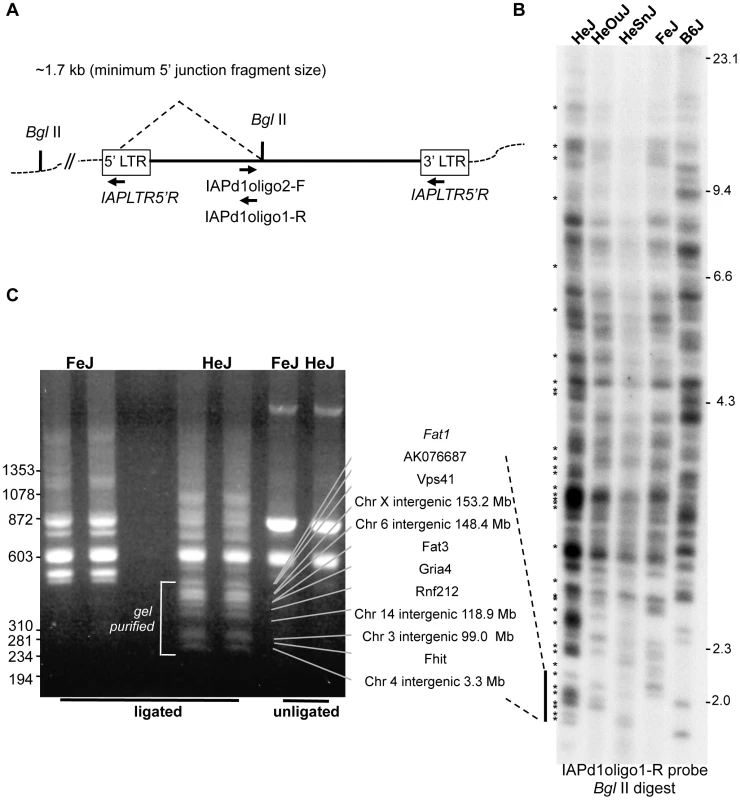 IAP-1Δ1 element diversity in C3H substrains.