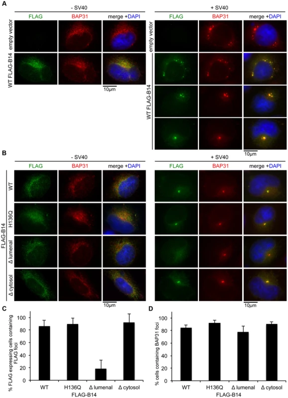 B14 requires its lumenal domain for SV40-induced foci formation.