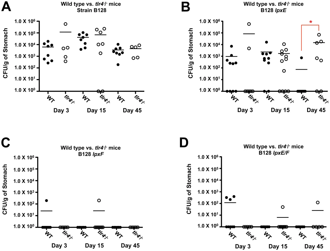 A comparision of <i>in vivo</i> colonization of the <i>lpxE, lpxF</i> and <i>lpxE/F</i> mutants in strain B128 using both C57BL/6J and C57BL/6J <i>tlr</i>4<sup>-</sup>/<sup>-</sup> mice.