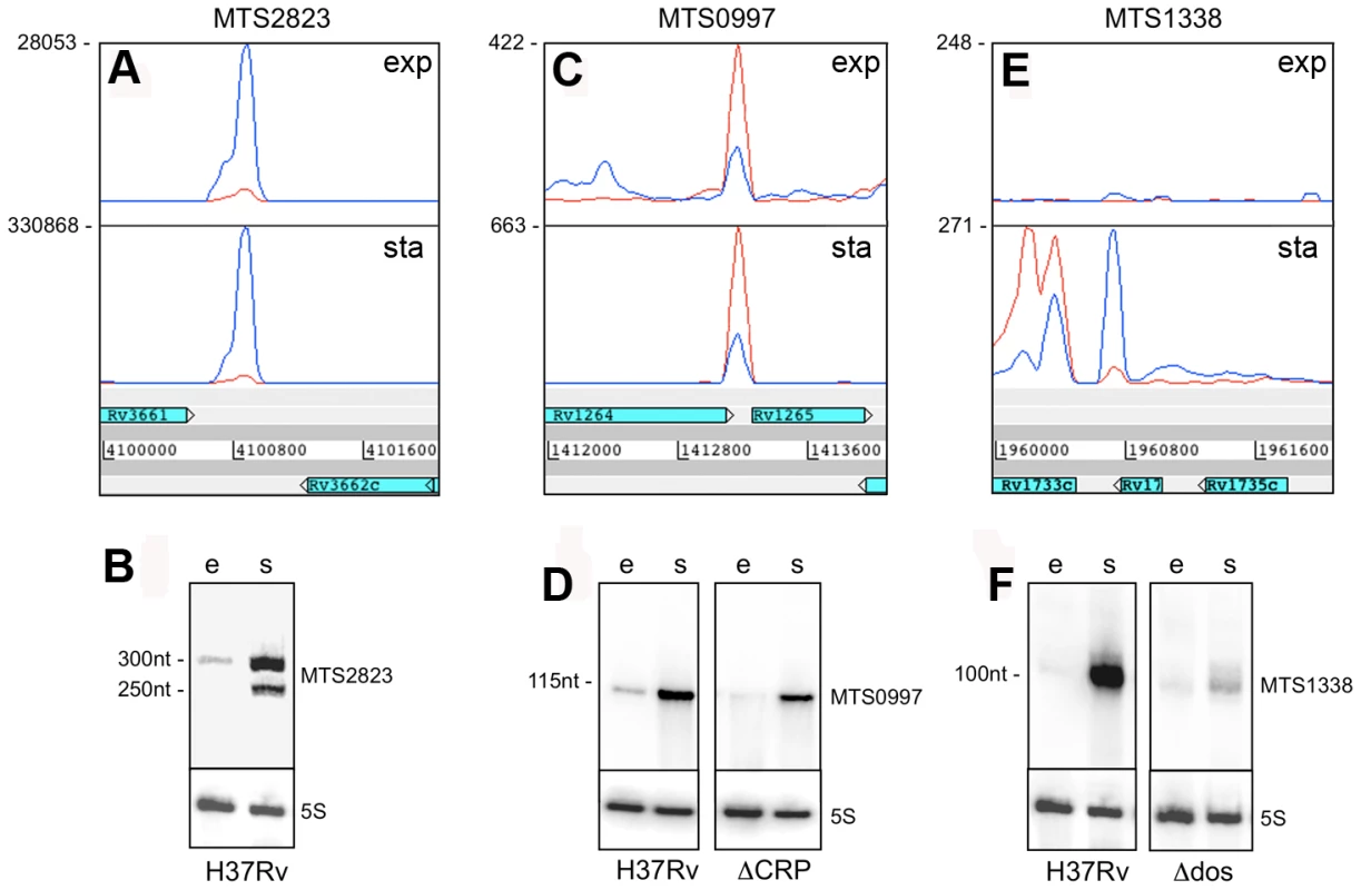 Intergenic sRNAs.