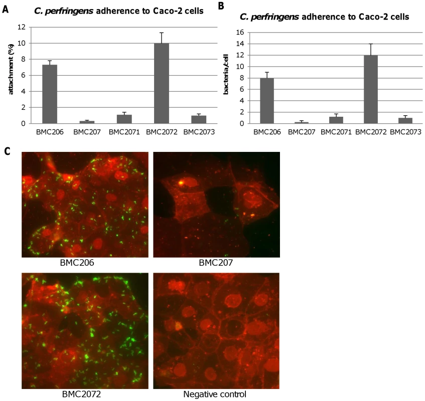 Attachment of <i>C. perfringens</i> to Caco-2 cells.
