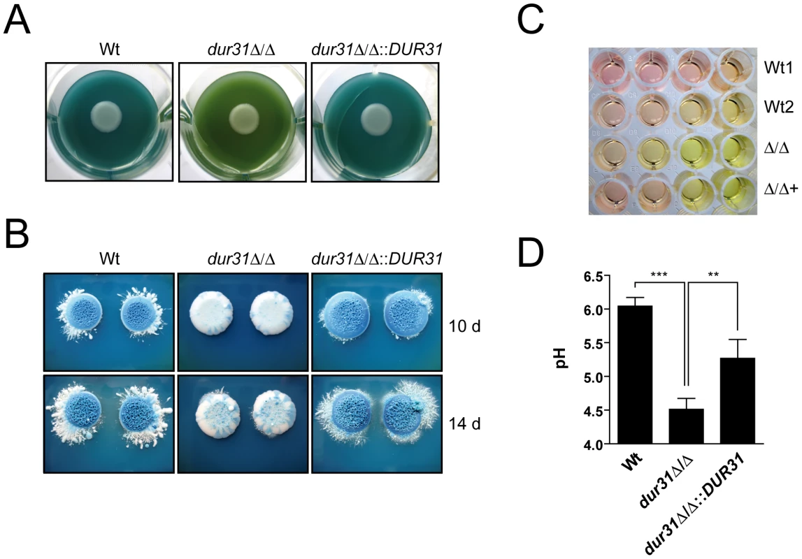 Dur31 mediates extracellular alkalinization.