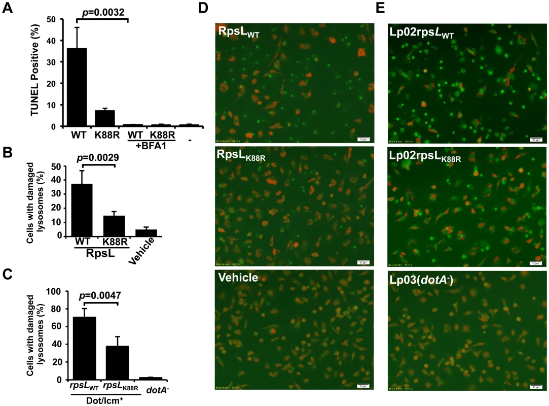 RpsL caused lysosome membrane permeabilization.