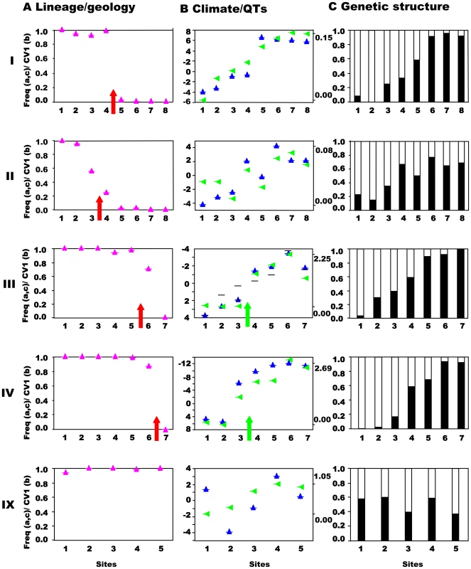 Northwest-central precursor islands: lineages, quantitative traits, and genetic structure along transects.