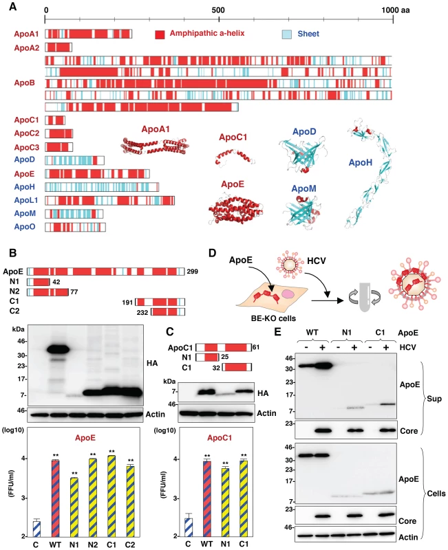 Amphipathic α-helices in apolipoproteins participate in the infectious particle formation of HCV.