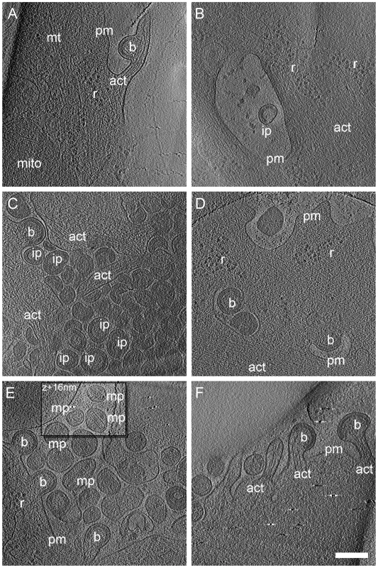 Cryo electron tomograms of HIV-1 budding sites and released particles.