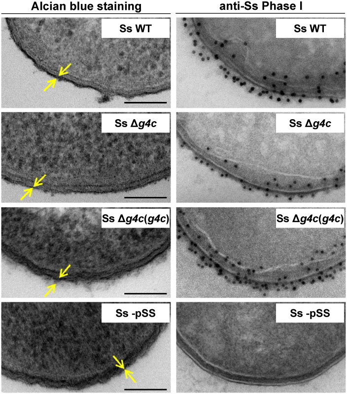 Group 4 capsule forms a dense outer layer on the surface of <i>S</i>. <i>sonnei</i>.