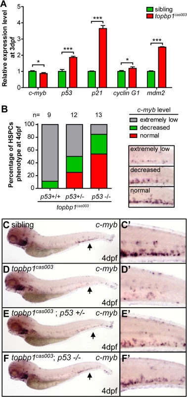 The apoptosis of HSPCs is p53 dependent in <i>topbp1</i><sup><i>cas003</i></sup> mutants.