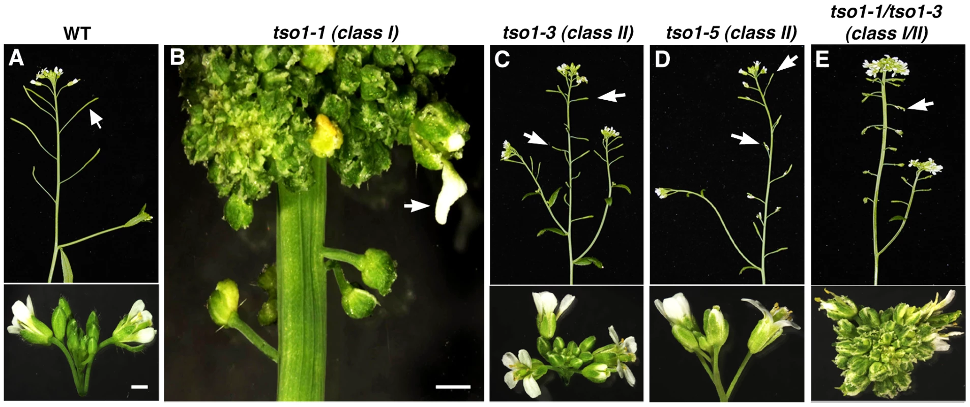 Phenotypic classes of <i>tso1</i> alleles.